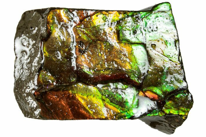 Iridescent Ammolite (Fossil Ammonite Shell) - Alberta #311419